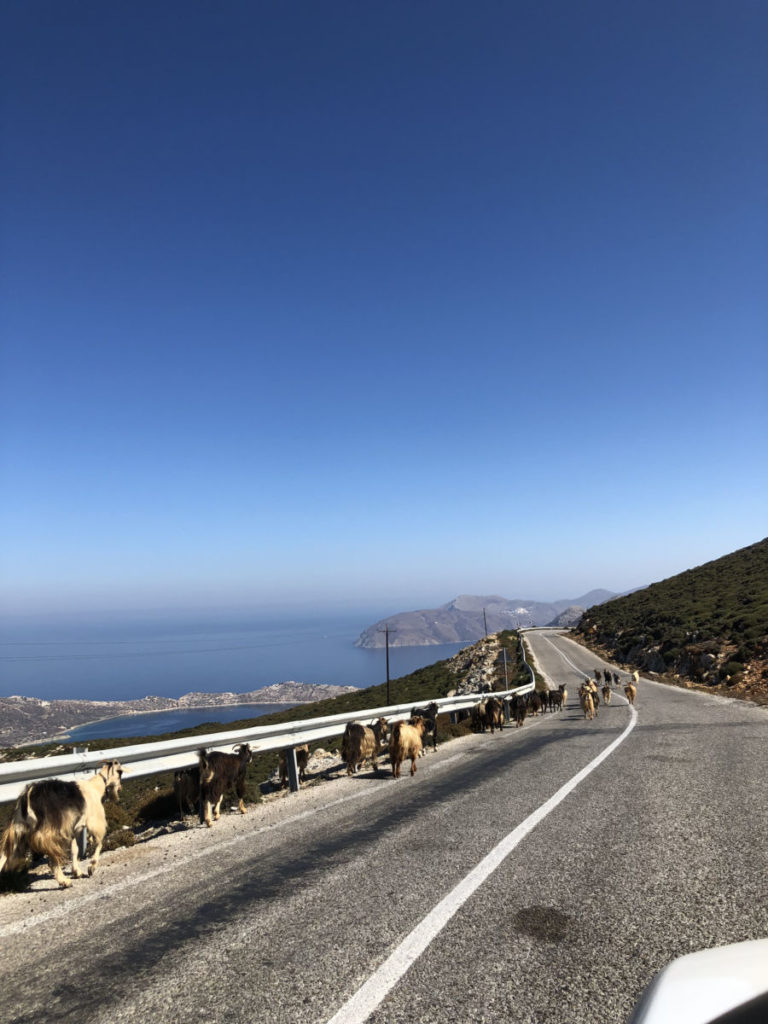 Goats on the road in Amorgos Cyclades Greece