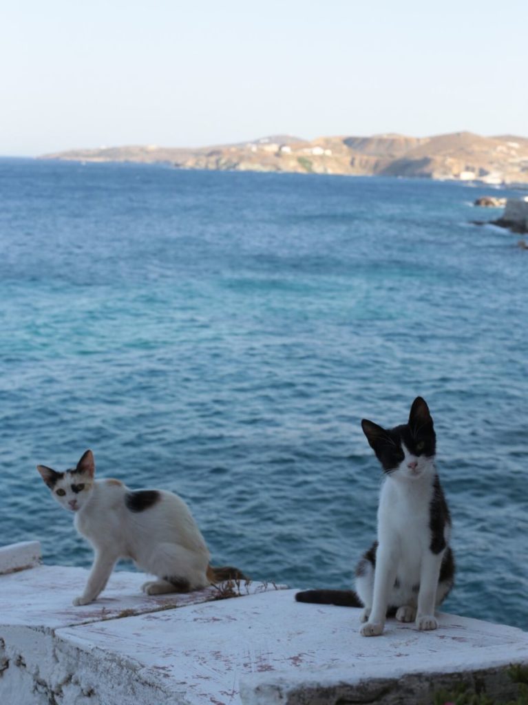 Asteria beach cats